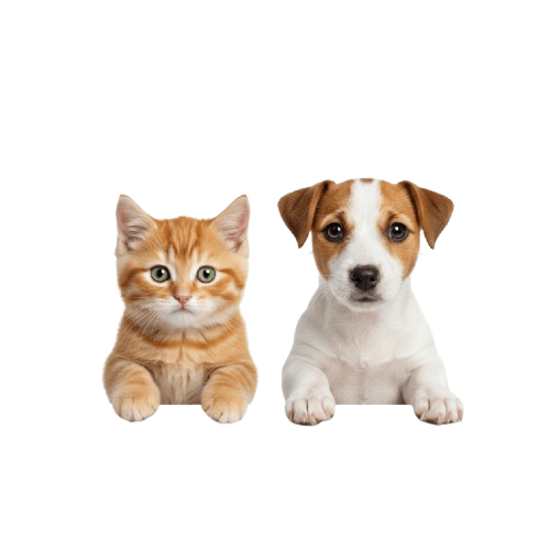 پت شاپ پتیپو